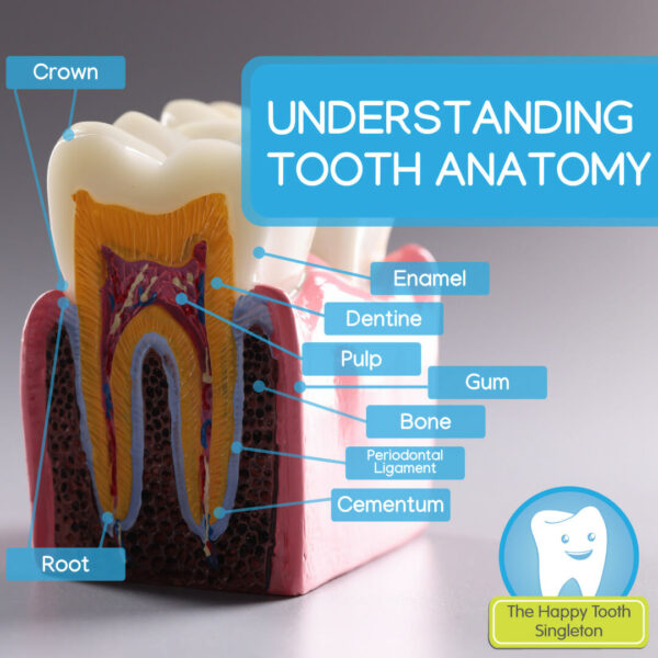 Understanding Tooth Anatomy